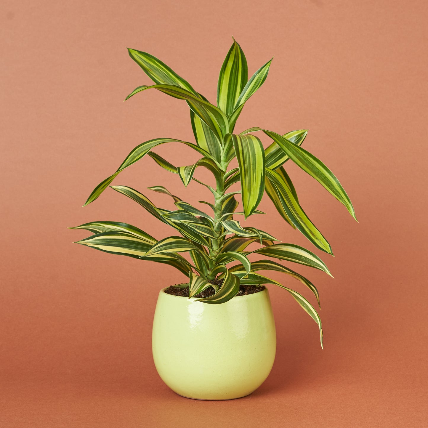 Daracena Song of India