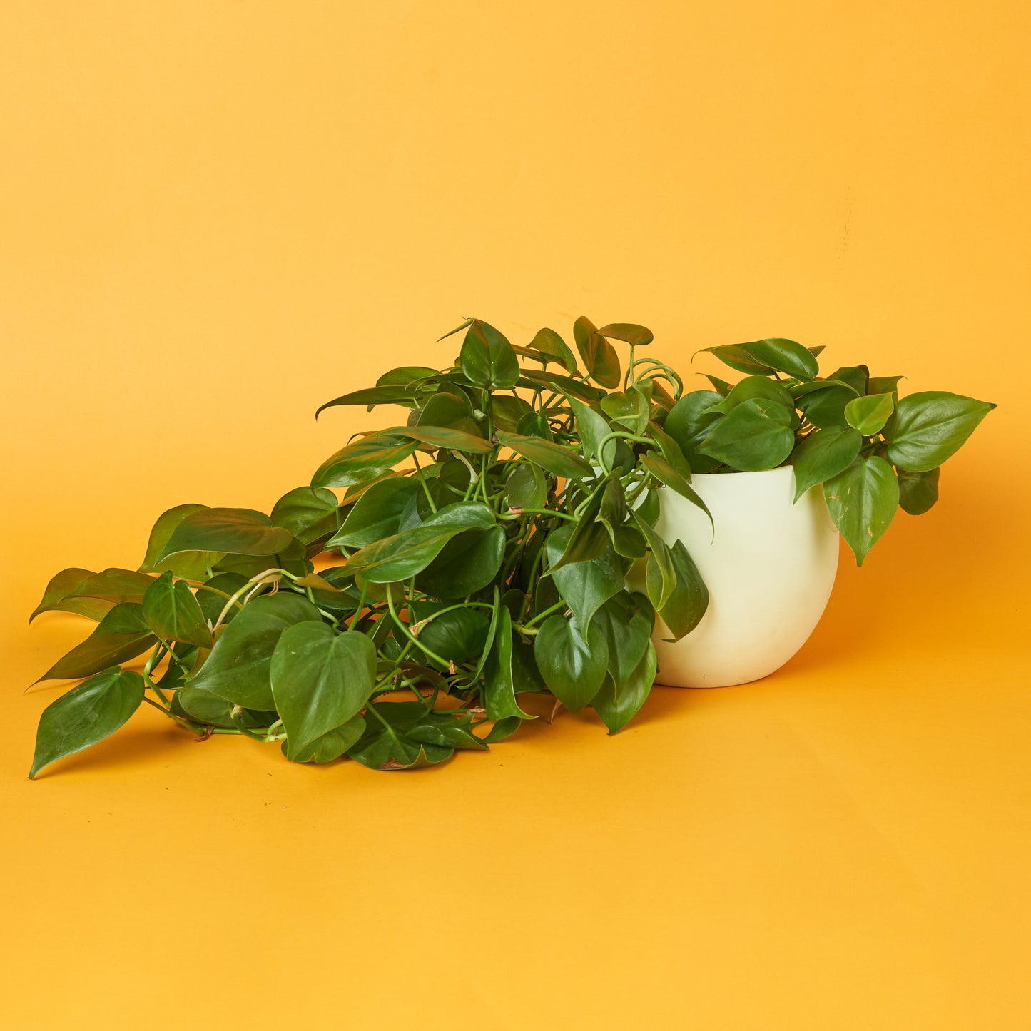 Green Scandens Philodendron