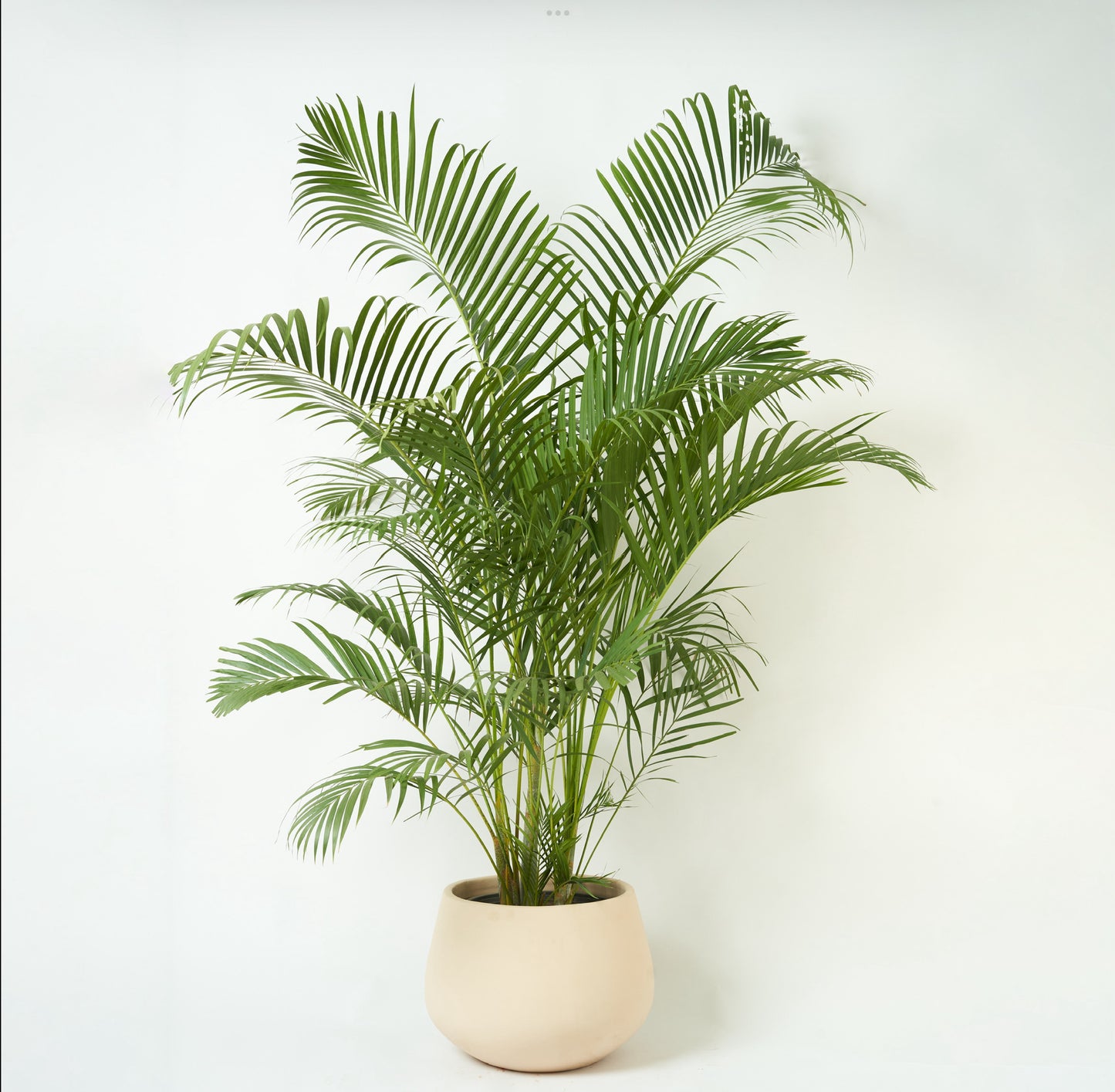Areca Palm