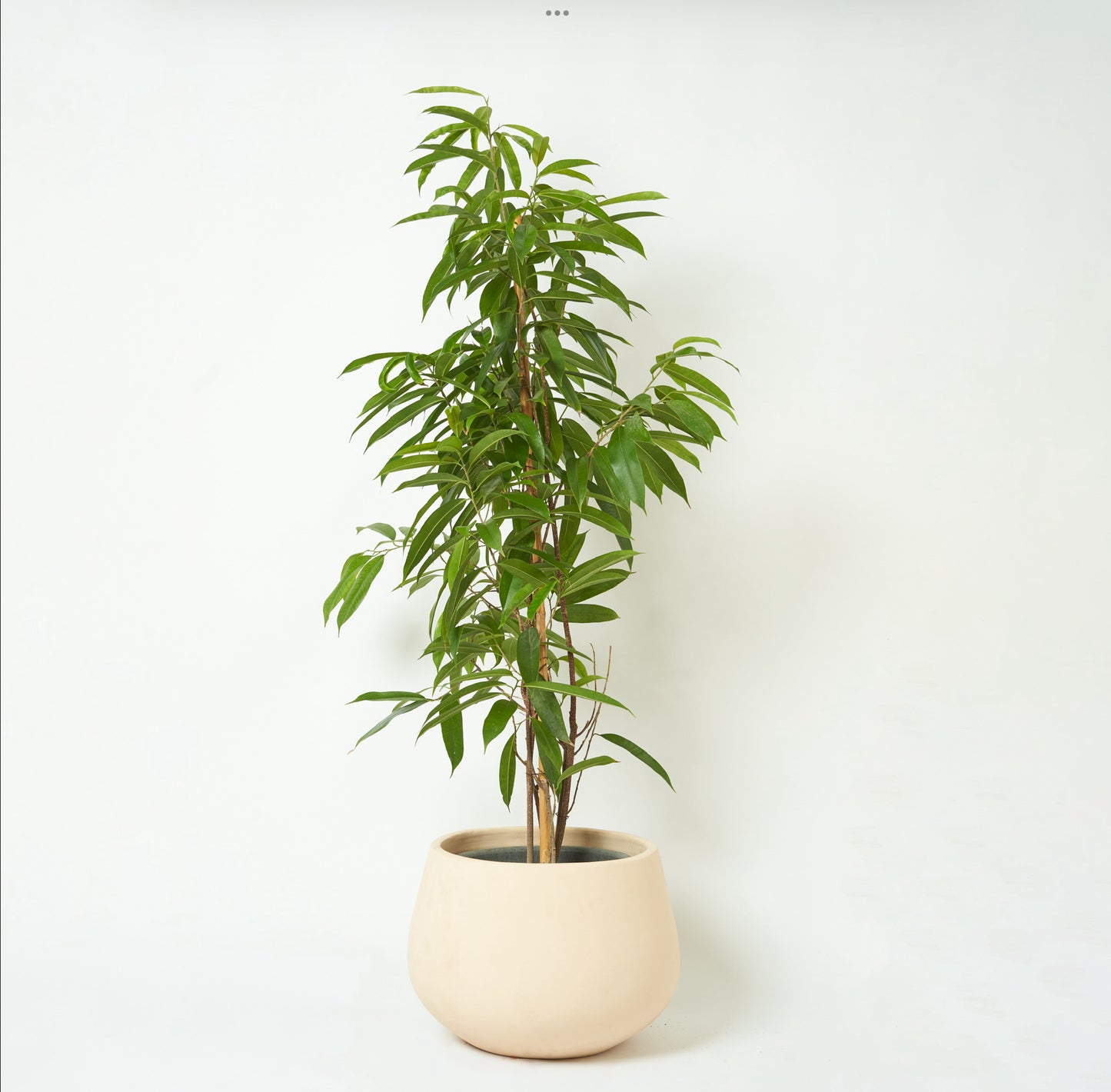 Ficus Alii Fig