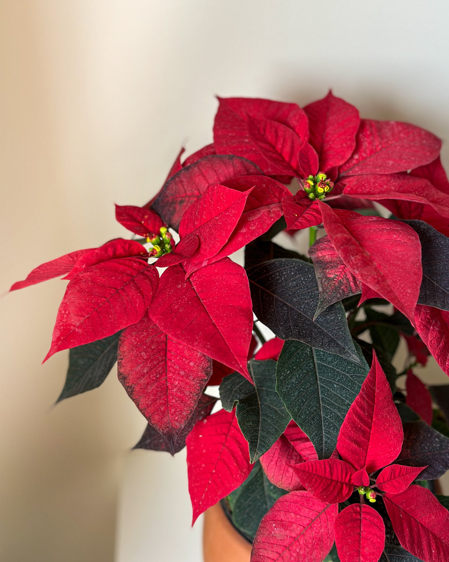 Christmas Poinsettia
