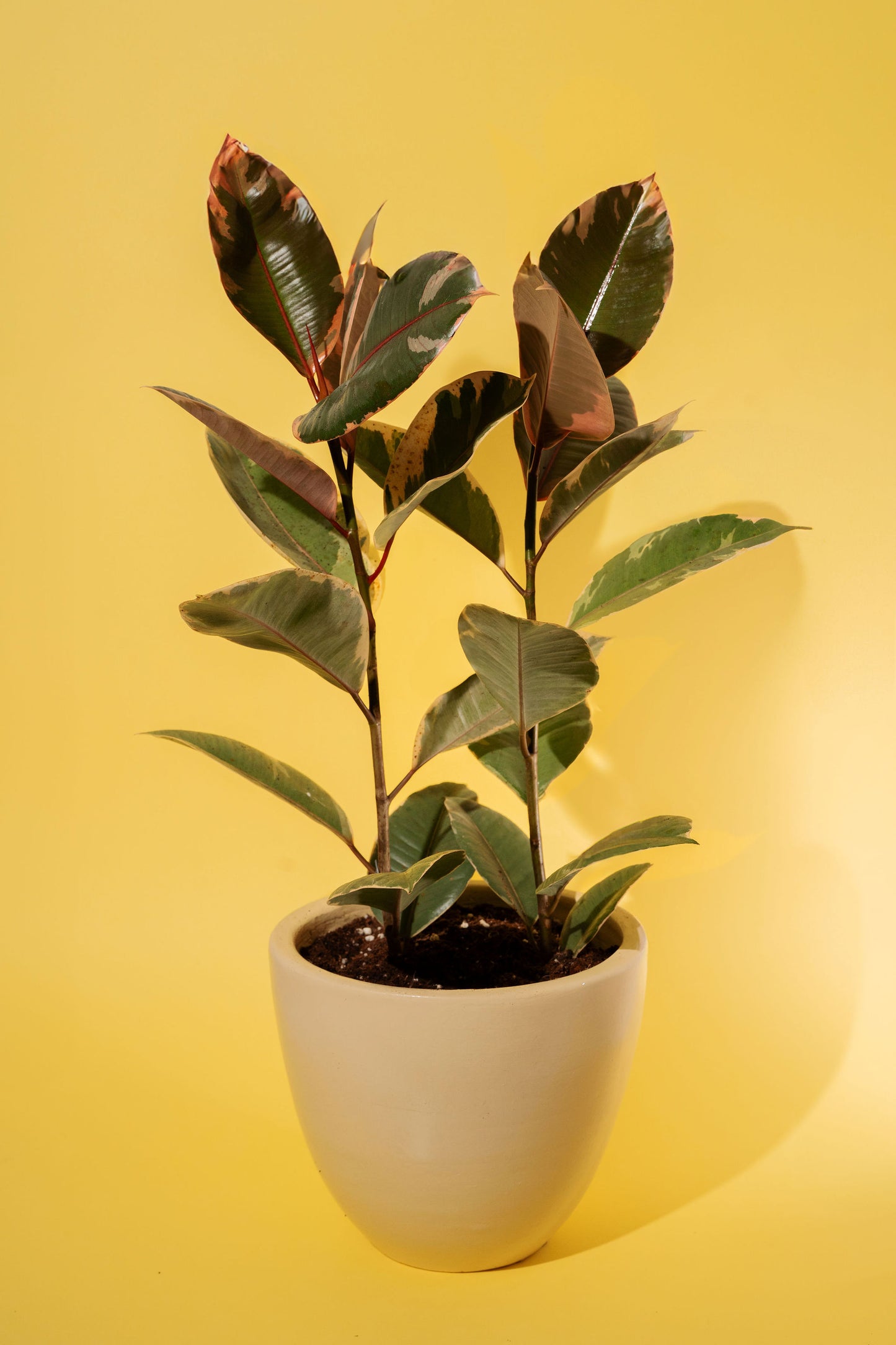 Ficus Rubber Plant