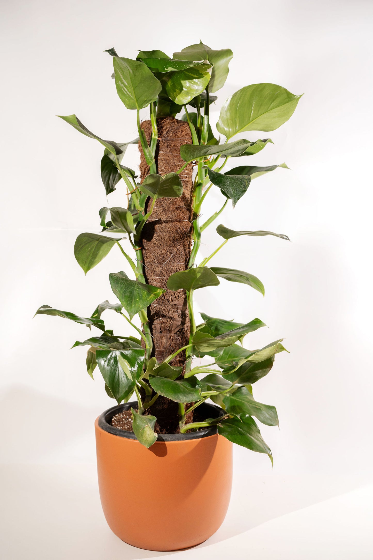 Classic Round Terracotta