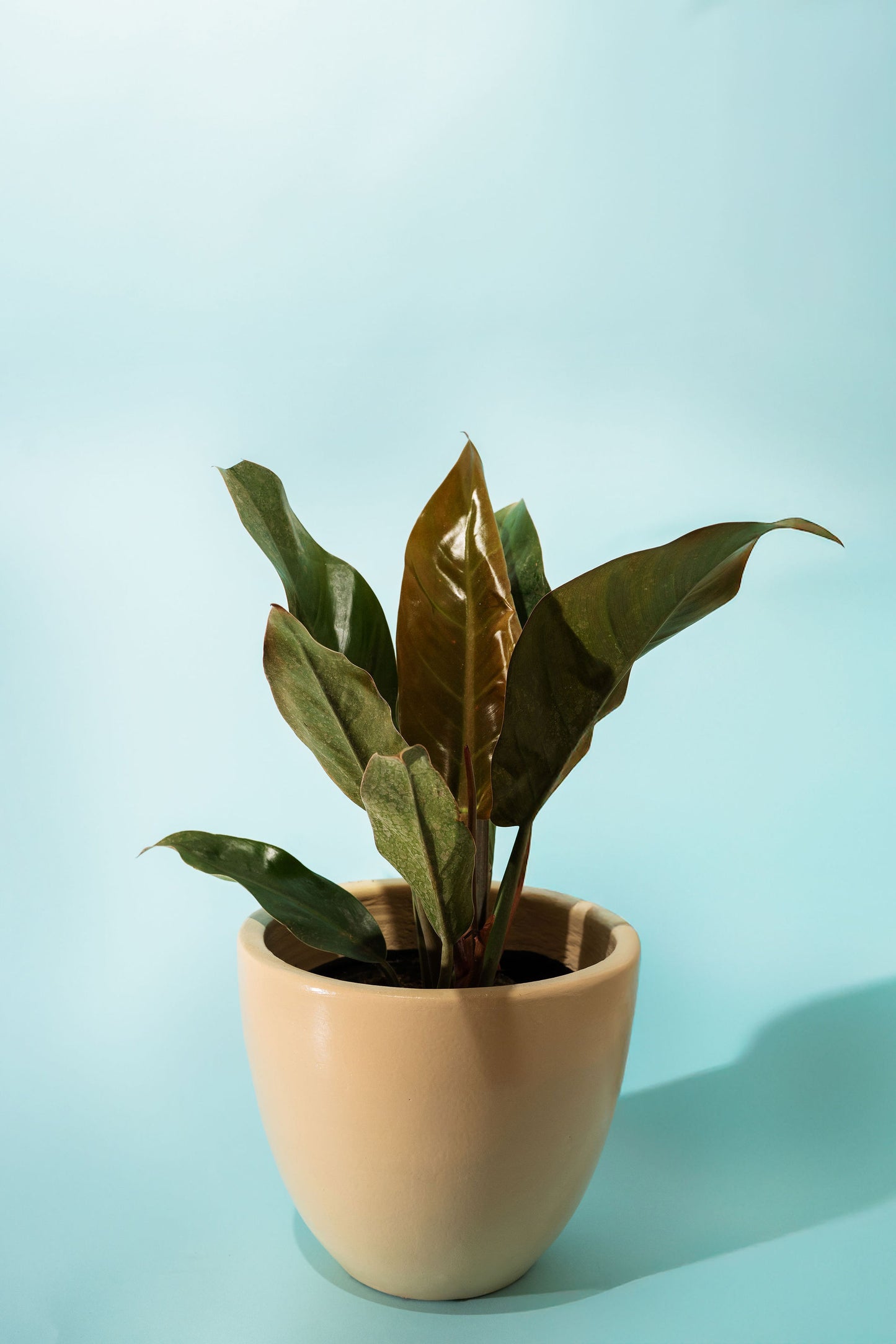 Red Imperial Philodendron