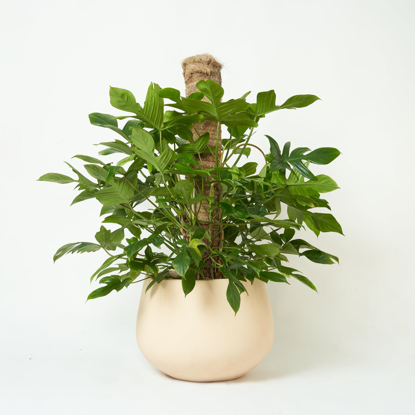 Philodendron Florida