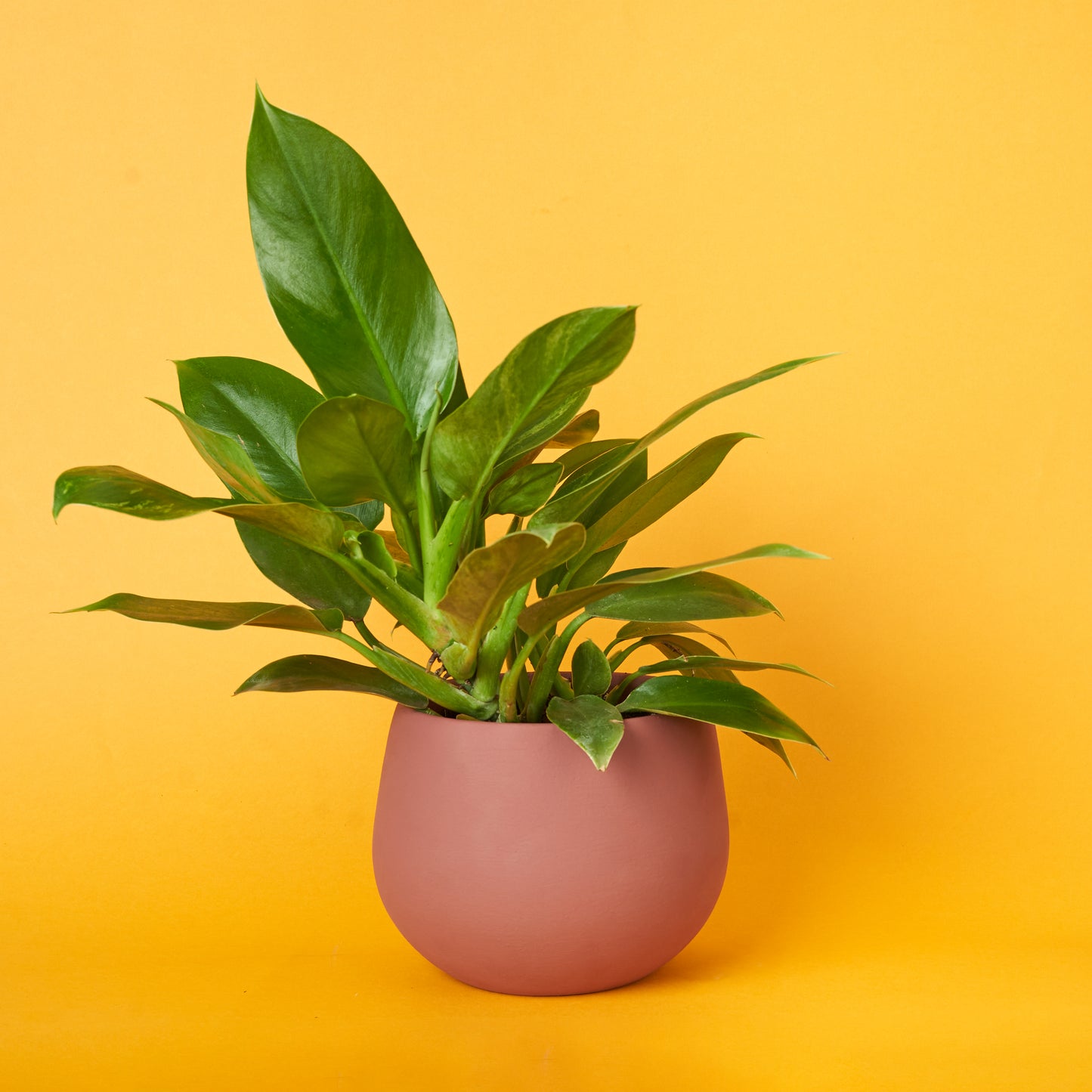 Philodendron Imperial