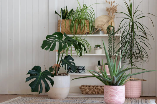 Top 10 Easy Indoor plants for Beginners