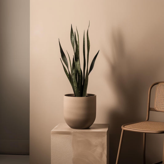 Why You Need Office Plants: A Green Boost for Productivity and Well-Being