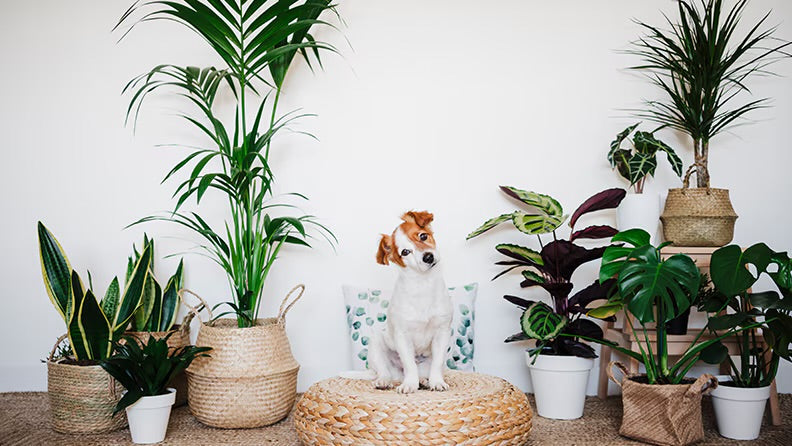 Pet Friendly Plants