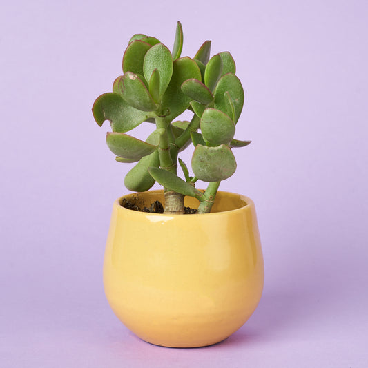 Jade Plant
