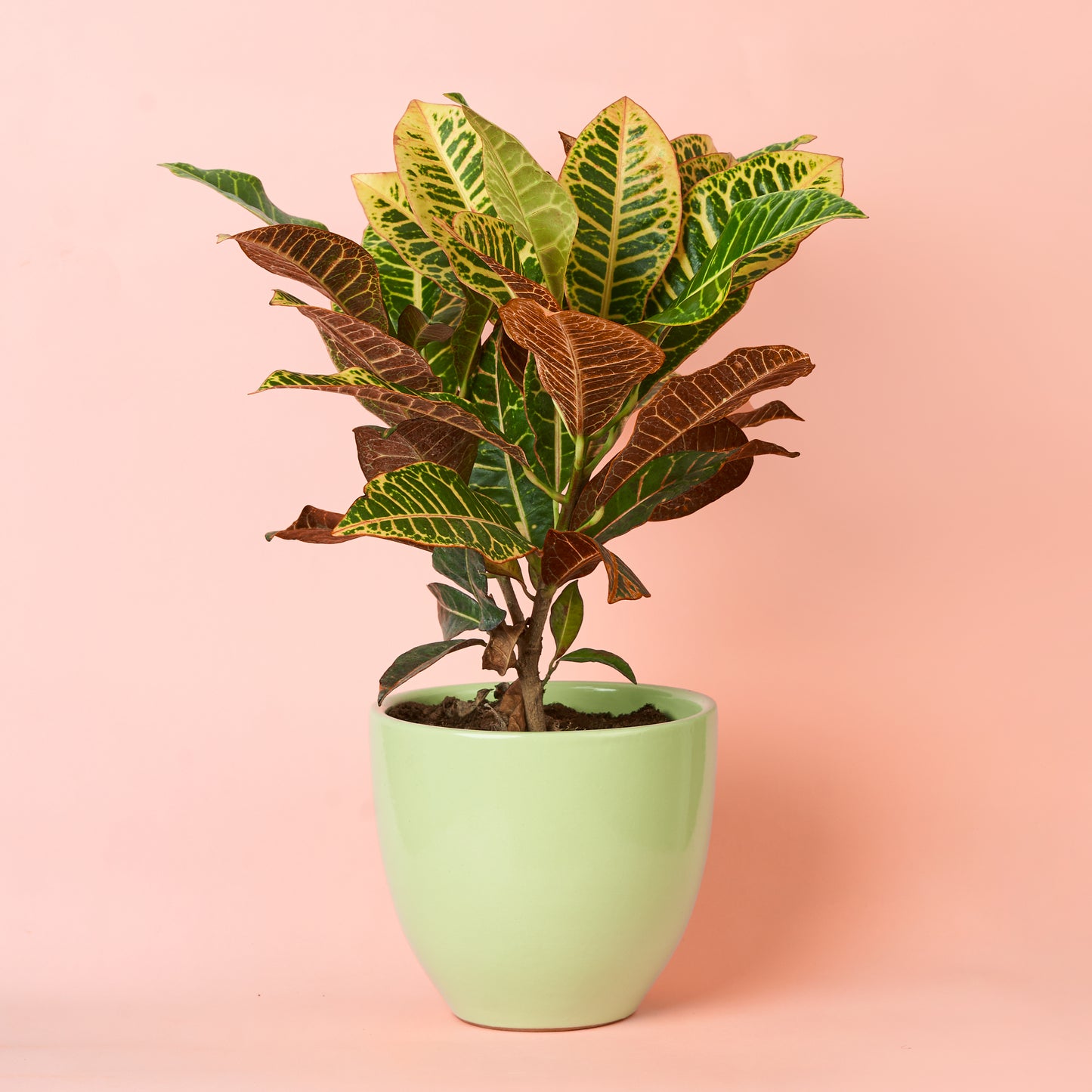 Croton Petra