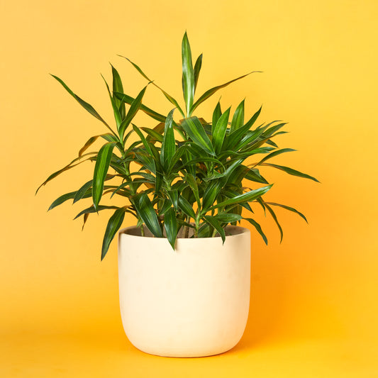 Daracena Song of Jamaica