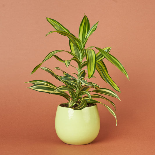 Daracena Song of India