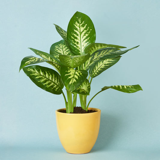 Diffenbachia Tropical Snow