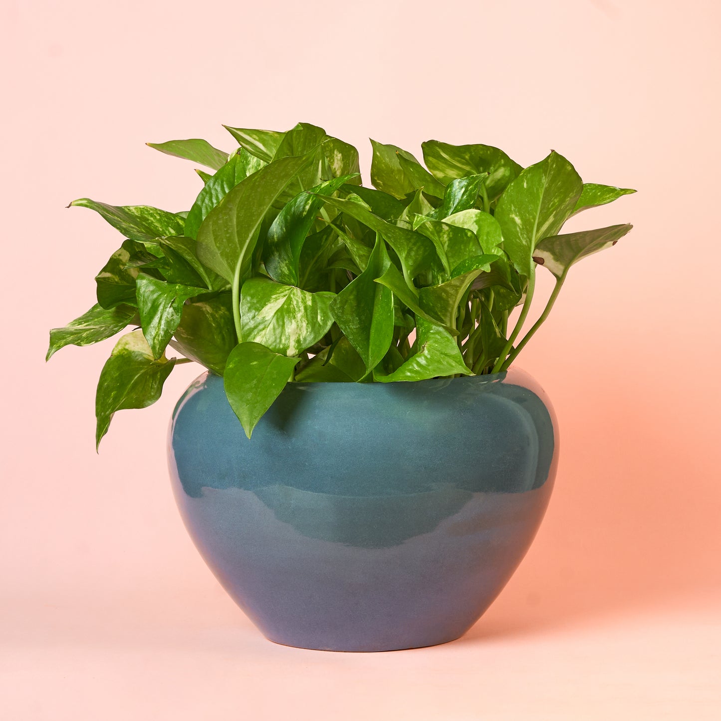 Golden Pothos