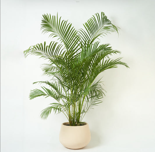 Areca Palm