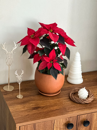 Christmas Poinsettia