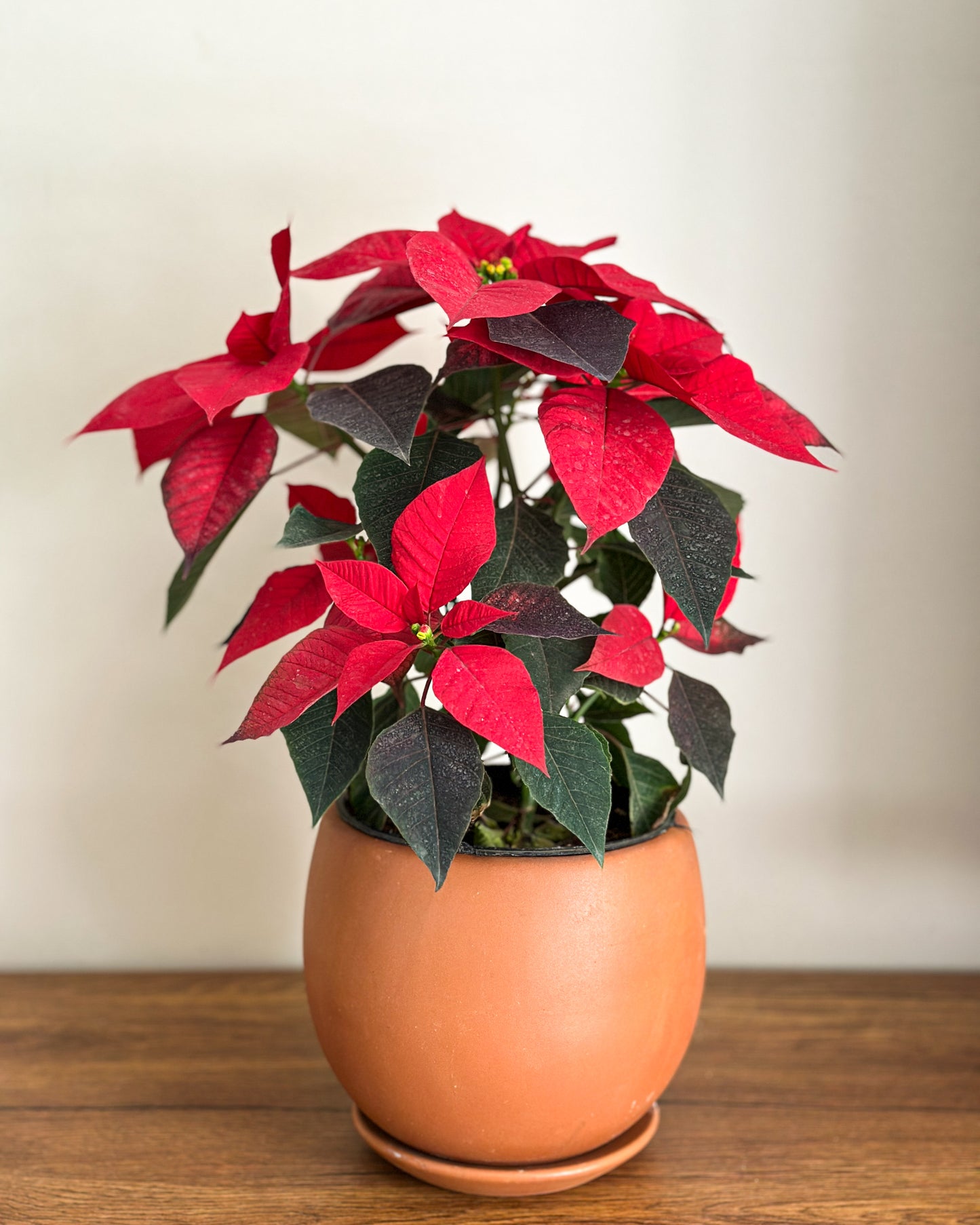 Christmas Poinsettia