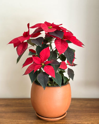Christmas Poinsettia