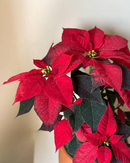Christmas Poinsettia