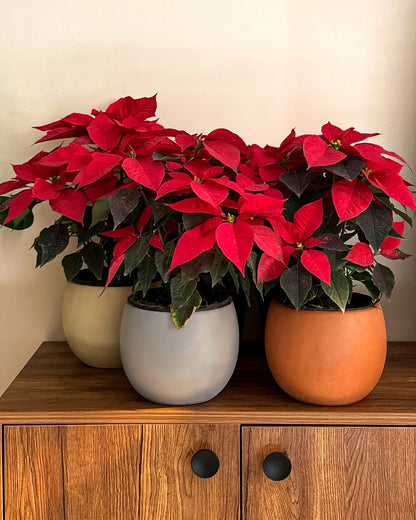 Christmas Poinsettia