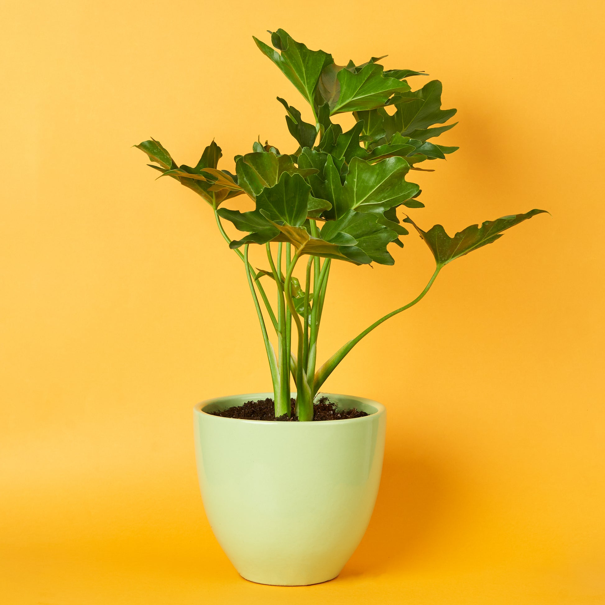 philodendron selloum houseplant care Selloumi Philodendron – Selloumi Planthouse