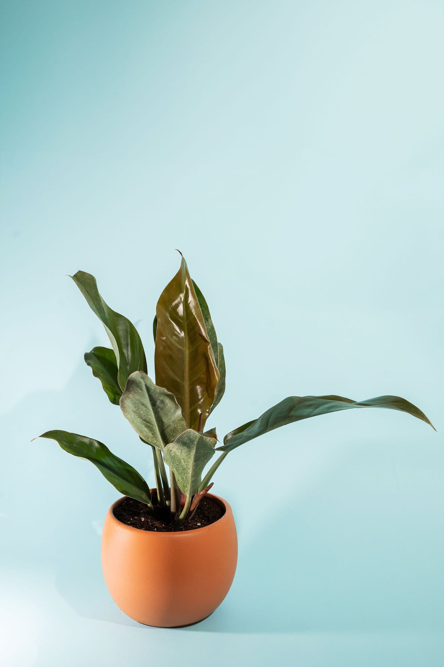 Red Imperial Philodendron