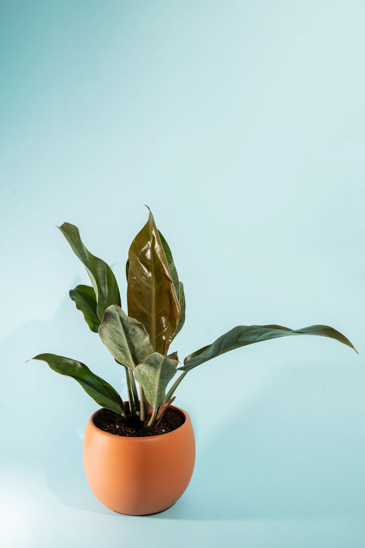 Red Imperial Philodendron