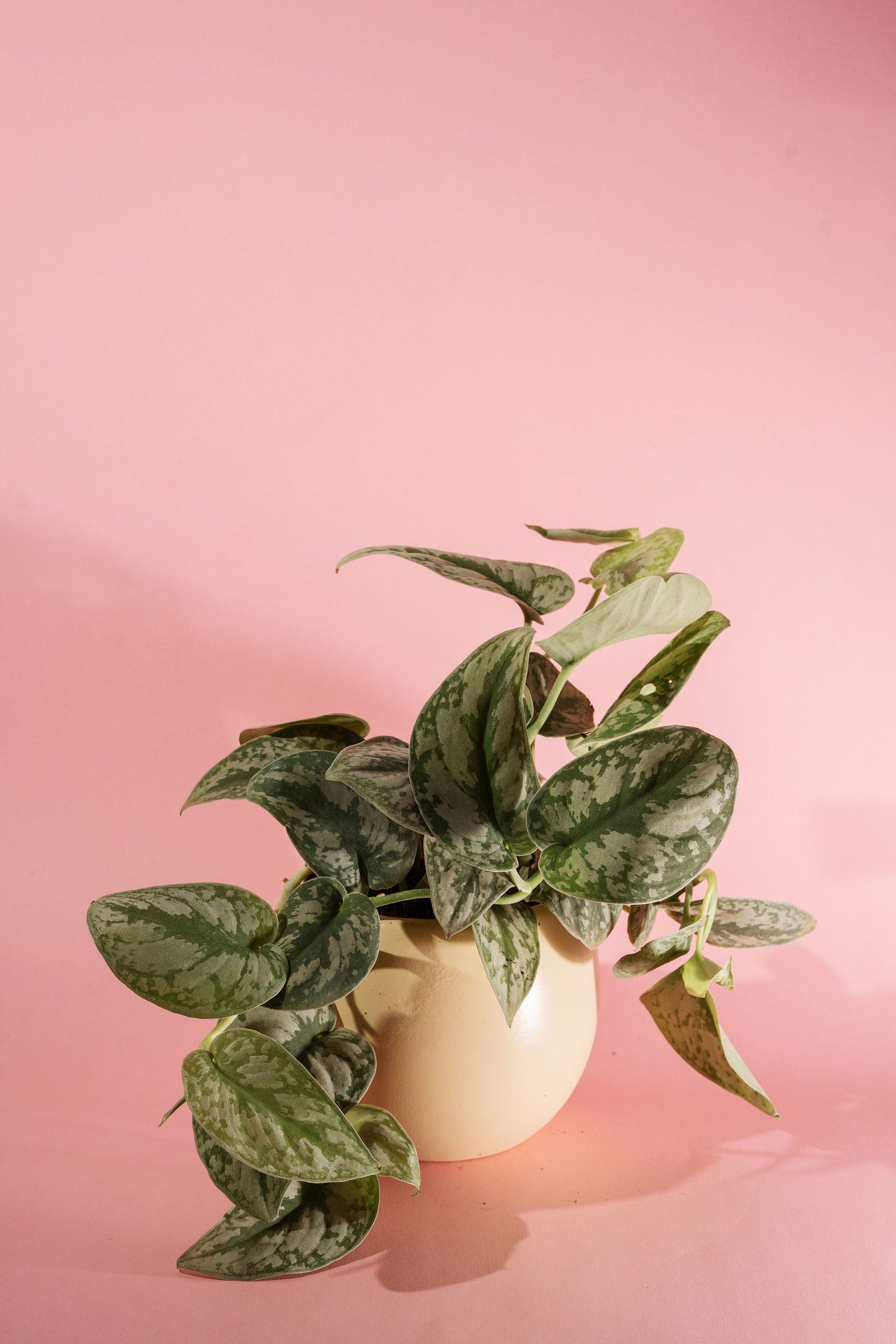 Silver Pothos