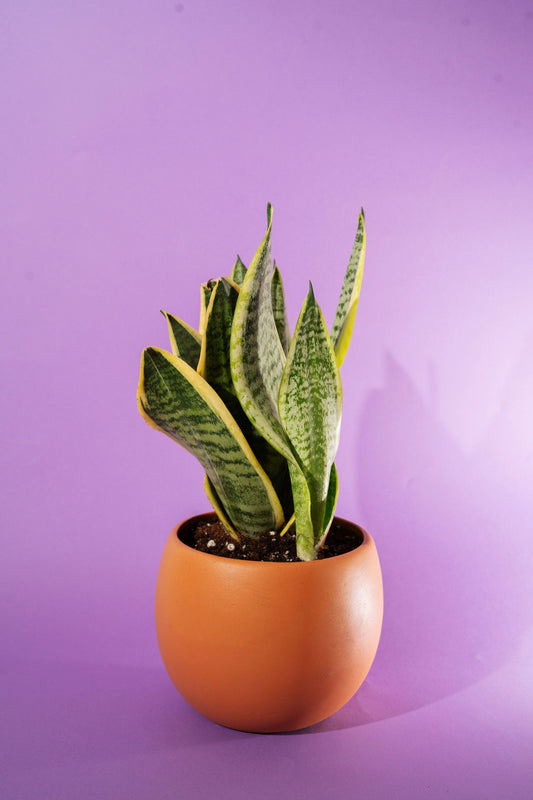 Snake Plant