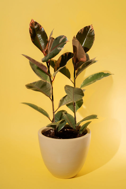 Ficus Rubber Plant