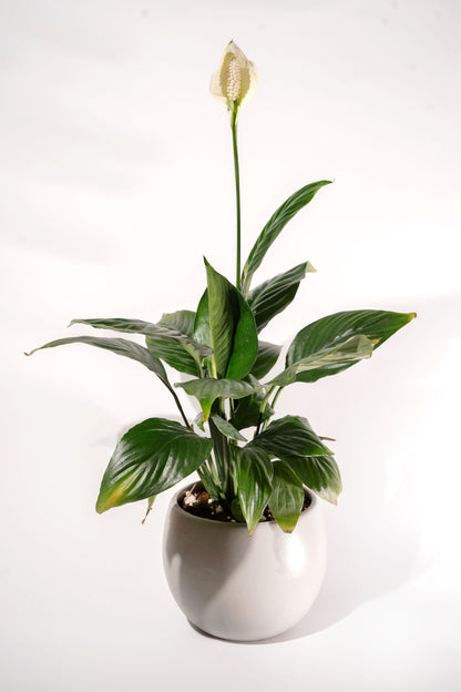 Small Peace Lilly