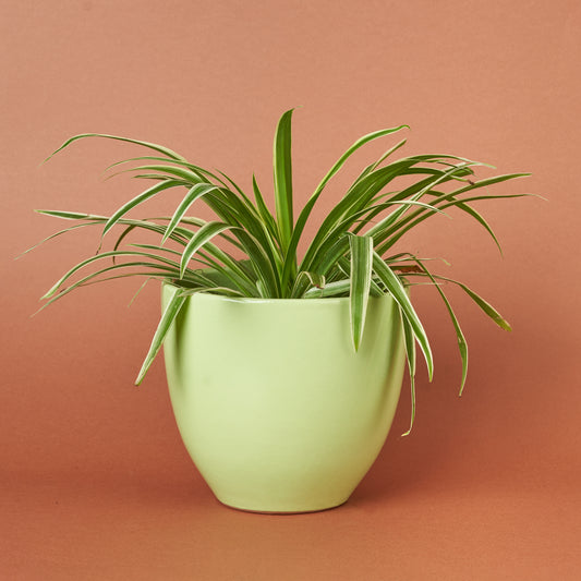 Spider Plant